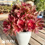 Aeonium Goddess Clustering - Image 5