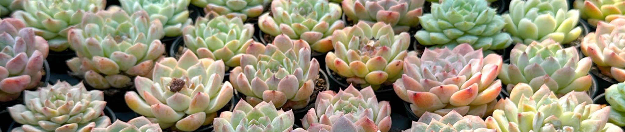 Succulents at trade show – DUDU