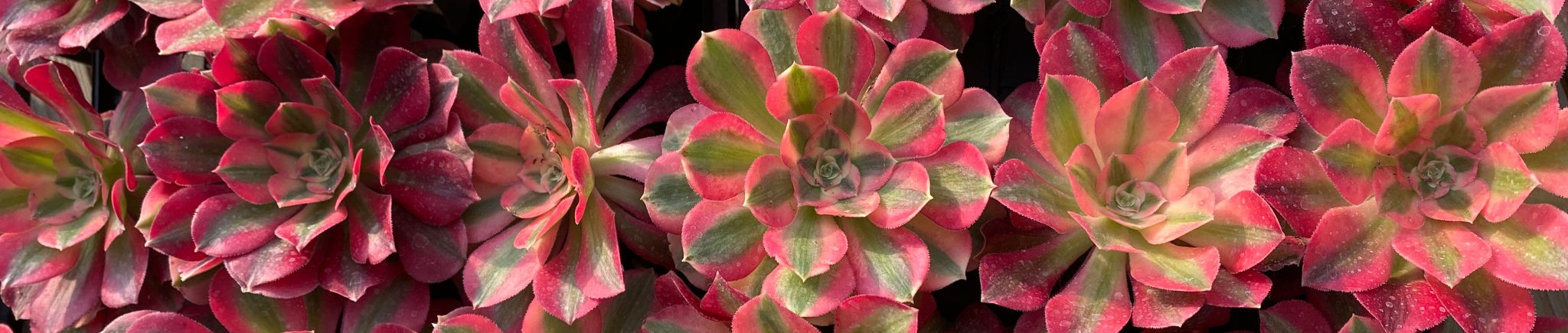 DUDU succulents wholesale / low MOQ