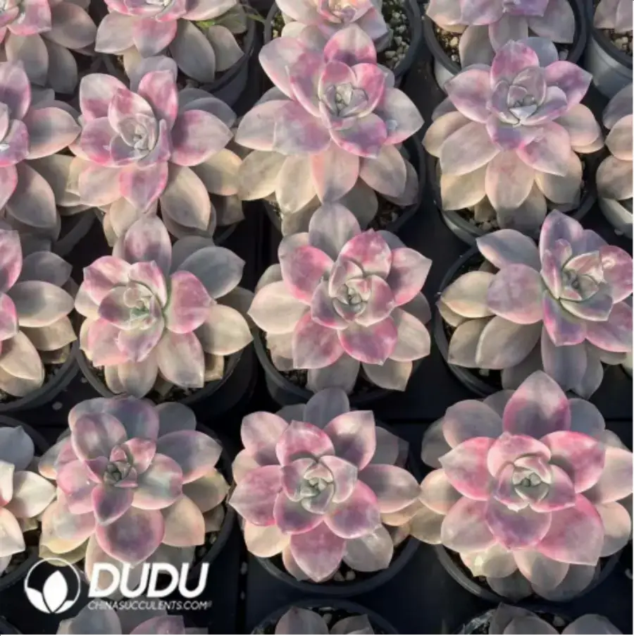 1-1.webp Graptopetalum Purple Delight Variegated - Image 1