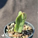 Crassula cv. Buddha'S Temple