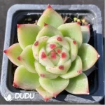 Echeveria Blue Dragon