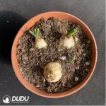 Hyacinthus orientalis 3pcs/pot