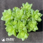 Haworthia  cymbiformis