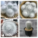 500Pcs Parodia scopa var. albispinus Seeds