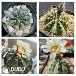 500Pcs Cactus-Gymnocalycium vatteri Seeds