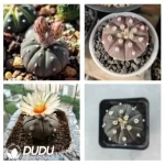 500Pcs Cactus-purple asterias Seeds