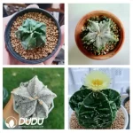 500Pcs Astrophytum Walnut Seeds