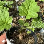 240MM Aeonium Sweet Tea Clustering