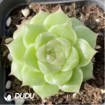 Echeveria Shrimp Dumpling Ice