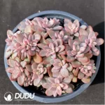 Echeveria Purple Heart Clustering(Scattered Clustering)