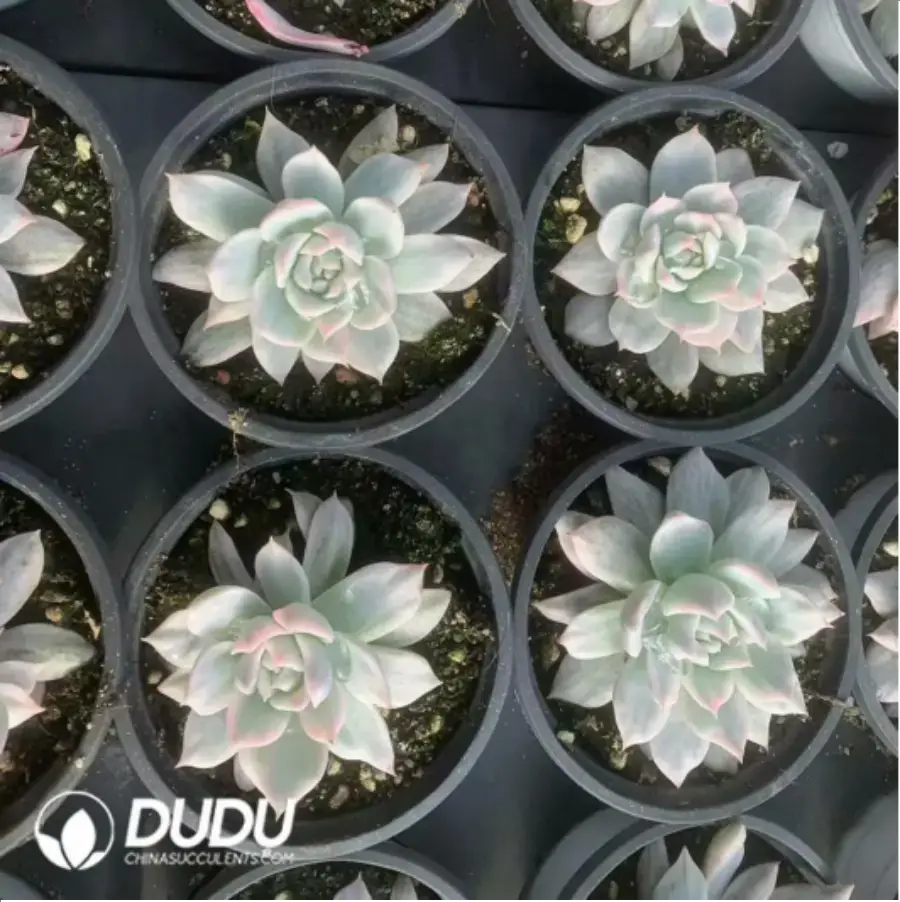 1-106.webp Echeveria Blue bird variegated - Image 1