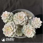 Echeveria Pretty in Pink Variegated Clustering