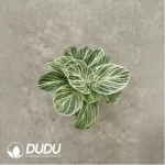 2.86/Pcs Philodendron Birkin(Plant)(100Pcs??