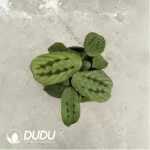 3.14/Pcs Maranta Plum Red-veined leafhopper(Plant)(100Pcs??