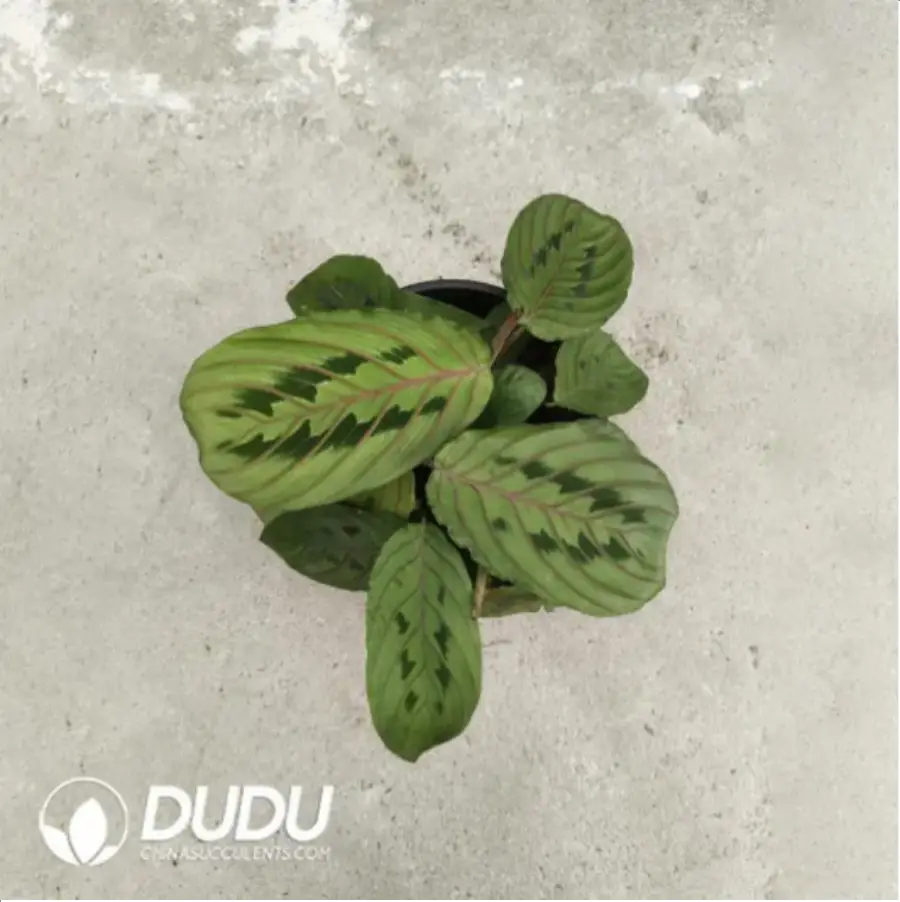 1-1064.webp 3.14/Pcs Maranta Plum Red-veined leafhopper(Plant)(100Pcs?? - Image 1