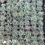 105Pcs/Tray Echeveria Nebula Seedlings(Mix & Match 5+)