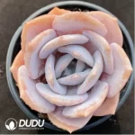 Echeveria Jiujiu Yu