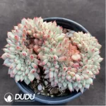 Echeveria Jigglypuff Cristata