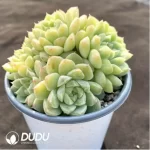 Echeveria Green Emerald Clustering