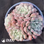 Graptoveria Snow Peach Clustering