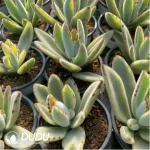 Kalanchoe Tomentosa Variegated