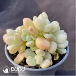 Echeveria Billgates Clustering