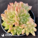 Echeveria Lune Clustering