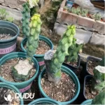 Cactus-Boobie Variegated (Without Root)