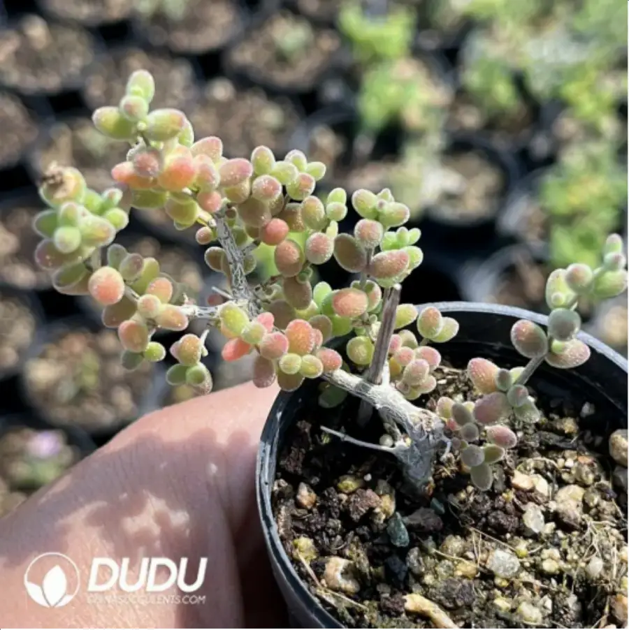 1-1095.webp Dicrocaulon Tangerine Candy Balls - Image 1