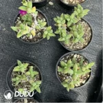 Dicrocaulon Ramulosum Ice Crystals