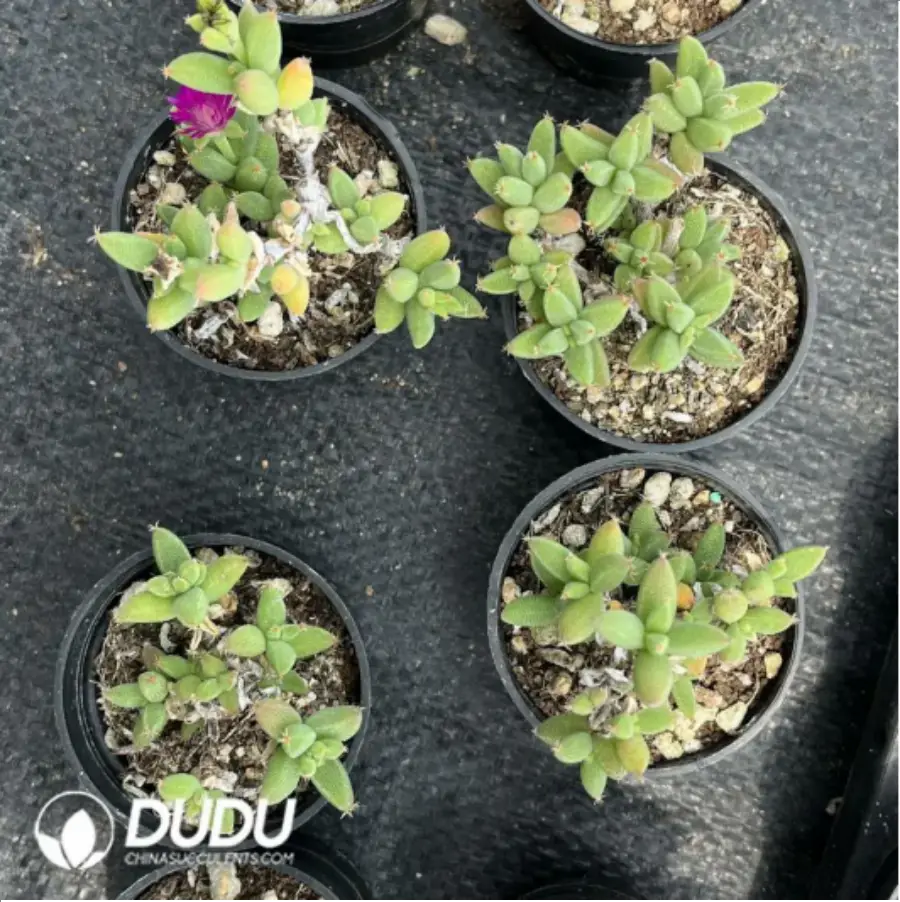 1-1100.webp Dicrocaulon Ramulosum Ice Crystals - Image 1