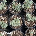 Dicrocaulon Ramulosum Red Gem