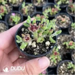 Dicrocaulon Ramulosum Sugar Ball