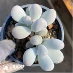 Graptopetalum Rice milk Double Head