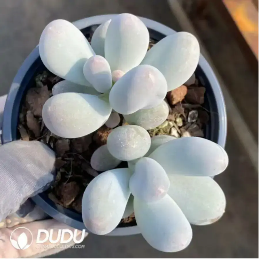 1-111.webp Graptopetalum Rice milk Double Head - Image 1