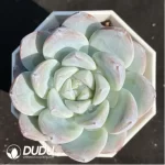 Echeveria Sulwhasoo
