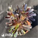 Aeonium Ink painting and painting Clustering