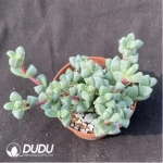 Crassula Astridia velutina variegated Clustering
