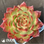 Echeveria bonfire