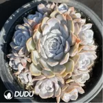 Echeveria Hamburger Clustering