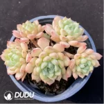 Echeveria miama changdi clustering