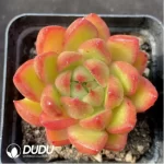 Echeveria Chili Sauce