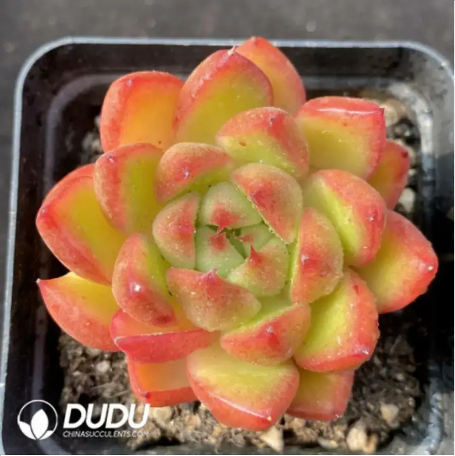 1-1147.webp Echeveria Chili Sauce - Image 1