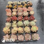 Echeveria AC Collocation-9