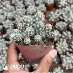 Cactus-Chamaecereus Silvestrii