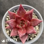 Echeveria Red Soul