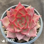 Echeveria Summer Beauty