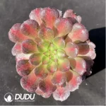 Aeonium Peacock Clustering (only 1)