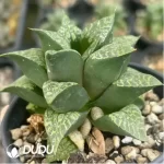 Aeonium Prime of youth Clustering